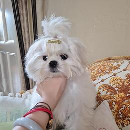 Kenzo - White male Maltese puppy in Frisco, Texas from Maltese & poodle Lovers