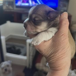 Girl 3 - Miniature Schnauzer puppy in Contra Costa County, California from Shawn’s Toy Schnauzers’s