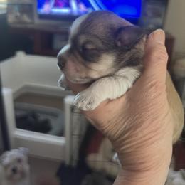 Girl 3 - Miniature Schnauzer puppy in Contra Costa County, California from Shawn’s Toy Schnauzers’s