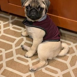 Pug Puppies from Windsor Pugs