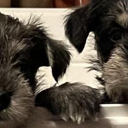 Miniature Schnauzers from Sugar Hill Schnauzers