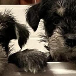 Miniature Schnauzers from Sugar Hill Schnauzers