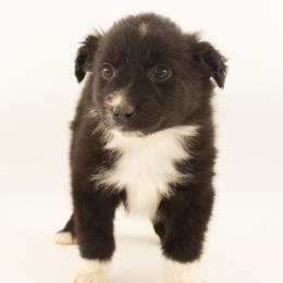 Gingerbread - Black & white male Australian Shepherd puppy in Placerville, California from BFF Aussies