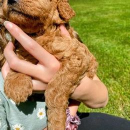 "Orange (he made the cutest happy face)" Goldendoodle Puppies from Goshen Doodles