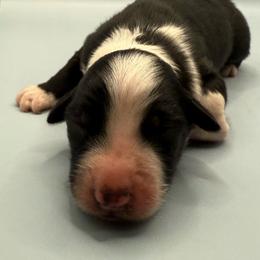 Boy 1 - Black & white male Australian Shepherd puppy in New Boston, New Hampshire from Painted Pup Australian Shepherds