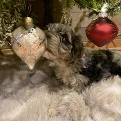 Slate - male Golden Mountain Doodle puppy in Jim Falls, Wisconsin from Pup Paw-fection