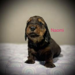 Naomi - Red female Dachshund puppy in Bluff City, Tennessee from Sidanelv Dachshunds