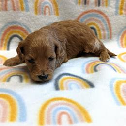 Aussiedoodle, Australian Shepherd, Bernedoodle, Cockapoo, and Poodle Puppies from Sis' Doodles & Poodles
