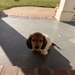 Dachshund Puppies from Cajun Pawfection