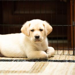 Labrador Retriever Puppies from Bear Bones Labradors
