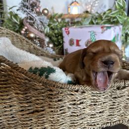 Dachshund Puppies from Dooney's Dachshunds