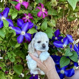 Barbie - Buff female Cocker Spaniel puppy in Oregon from Doc's Cockers