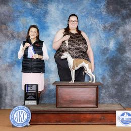 Eden - Italian Greyhound