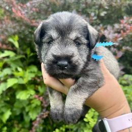 Olaf (Blue ribbon) - Salt and pepper male Miniature Schnauzer puppy in Floyd, Virginia from Little River Puppies