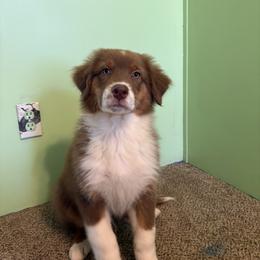 Australian Shepherd Puppies from Lovable Little Aussies