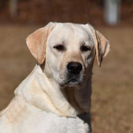 Journey - Labrador Retriever