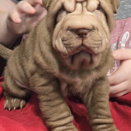 Chinese Shar-Pei Puppies from Melanie's Chinese Shar-Pei