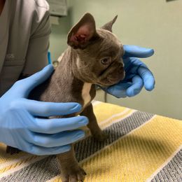 Thor - Blue French Bulldog puppy in Sonoma, California from Wrinkle Boss FrenchBulldogs