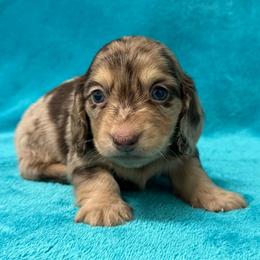 Briggs - Dapple male Dachshund puppy in Lincoln, Arkansas from Red Dirt Dachshunds