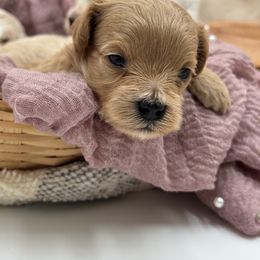 Red collared female - Apricot female Maltipoo puppy in Marshallville, Ohio from Grassy Meadow Pups