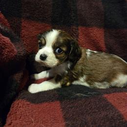 Girl - Tri-color female Cavalier King Charles Spaniel puppy in Charity, Missouri from Missouri. Cavaliers