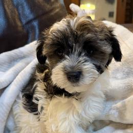 Toree - Black brindle female Havanese puppy in Lancaster, South Carolina from 3 Bs Havanese-PUPPIES with  PURPOSE