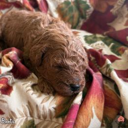 Boots - Red  male Poodle puppy in Florida from Rouge Poodles