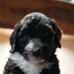 Junior - Male - Black and white Sheepadoodle puppy in Surprise, Arizona from Desert Lily Doodles