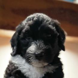 Junior - Male - Black and white Sheepadoodle puppy in Surprise, Arizona from Desert Lily Doodles