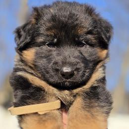 German Shepherd Puppies from Hamza Chaudhary
