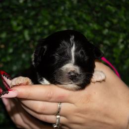 Emerald - Black tri-color female Australian Shepherd puppy in Placerville, California from BFF Aussies
