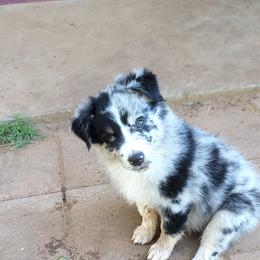 Meadow - Blue merle female Australian Shepherd puppy in Lubbock, Texas from Barn Raised Aussies