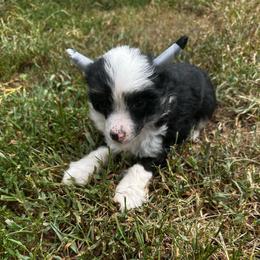 Black and white puff boy - Black and white male Chinese Crested puppy in Rockvale, Tennessee from Cosmic Chinese Cresteds & Wind-Echo Poodles