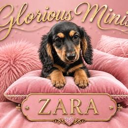 Zara - Black and tan female Dachshund puppy in Austin, Texas from Glorious Minis
