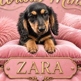 Zara - Black and tan female Dachshund puppy in Austin, Texas from Glorious Minis