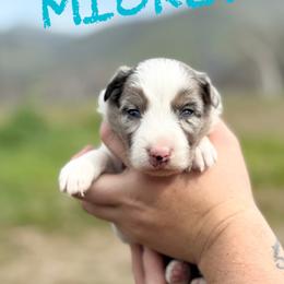 Mickey - Blue merle female Border Collie puppy in Sanger, California from Flying M Cactus Ranch Buddies
