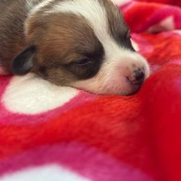 Hash brown - Sable male Pembroke Welsh Corgi puppy in Saint George, South Carolina from Carolina cotton candy corgis