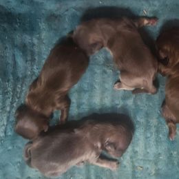 Puppy 2 - Blue male Shih Tzu puppy in Belleville, Michigan from Patricia's Heavenly Earth Angels