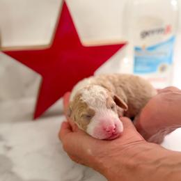 Buzz - Apricot male Goldendoodle puppy in Lakeland, Florida from Rolling Oak Doodles