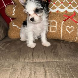 Ellie - Parti female Yorkshire Terrier puppy in Clarksburg, Indiana from Hidden Gems Parti Yorkies