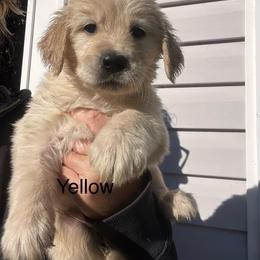Yellow - Golden female Golden Retriever puppy in Jesup, Georgia from Painted Platinum Retrievers (Painted Platinum Kennel) PPK
