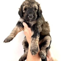Pink Girl- Biscuit - Phantom female Bernedoodle puppy in Moulton, Alabama from Triple W Doodles