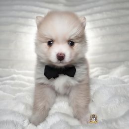 Milo - Red and white male Pomsky puppy in Hesperia, California from My Pomsky Palace