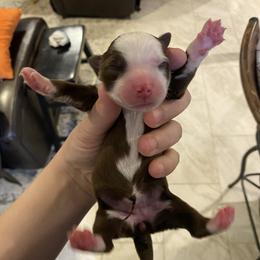 Prosperity - Red & white female Miniature Australian Shepherd puppy in Marysville, Washington from Garay Mini Aussies