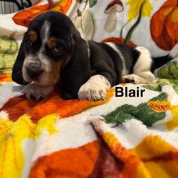 Blair - Black red and white female Basset Hound puppy in Ringling, Oklahoma from BnL Bassets