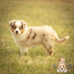 Pepperoni - Red merle female Miniature Australian Shepherd puppy in Hearne, Texas from Wigglebutts Unlimited