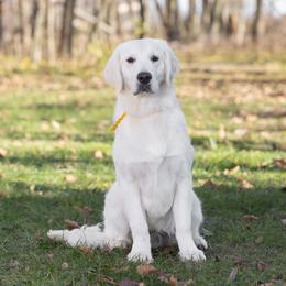 Mr Gold - Light golden Golden Retriever puppy in Sheridan, Indiana from Majestic Manor Goldens