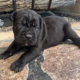 Black Collar Female - Black female Cane Corso puppy in Jasper, Alabama from C&M Cane Corso