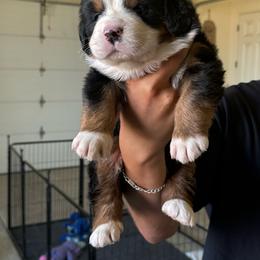 Lucas - Black tan and white male Bernese Mountain Dog puppy in Ramona, California from Buendias Ranch Saint Bernards & Bernese Mountain Dogs