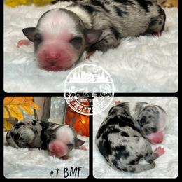 Australian Shepherd, Miniature American Shepherd, Miniature Australian Shepherd, and Toy Australian Shepherd Puppies from JKKJ Farms